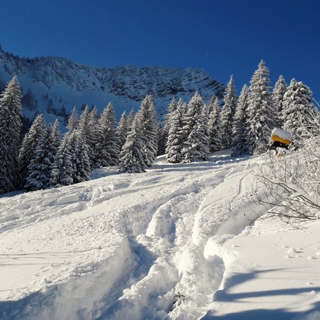 A look at Alte Wurzhütte Snow-covered forest slope with tracks under a clear blue sky