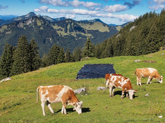 Mit einem Lächeln aufstehen im Hotel am Spitzingsee Kühe grasen auf einer Bergwiese vor bewaldeten Bergen und blauem Himmel