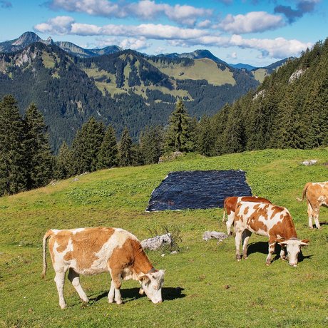 A look at Alte Wurzhütte Cows grazing on a mountain meadow with forested hills and blue sky