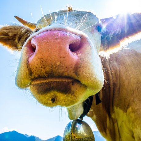 A look at Alte Wurzhütte Close-up of a cow with a bell around its neck against a blue sky and mountains
